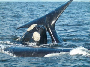 whalesinhermanus.jpg